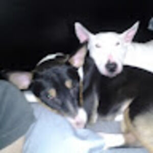 Meet your Posher, Tara